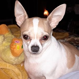 Meet your Posher, Abby